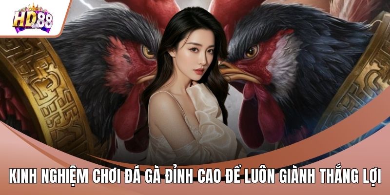 Kinh Nghiệm Chơi Đá Gà Đỉnh Cao Để Luôn Giành Thắng Lợi