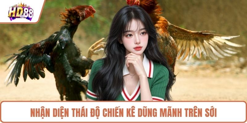 Nhận diện thái độ chiến kê dũng mãnh trên sới