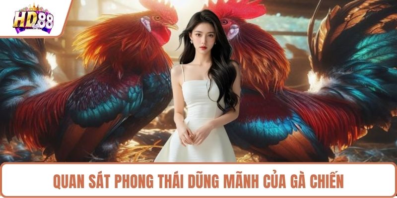 Quan sát phong thái dũng mãnh của gà chiến