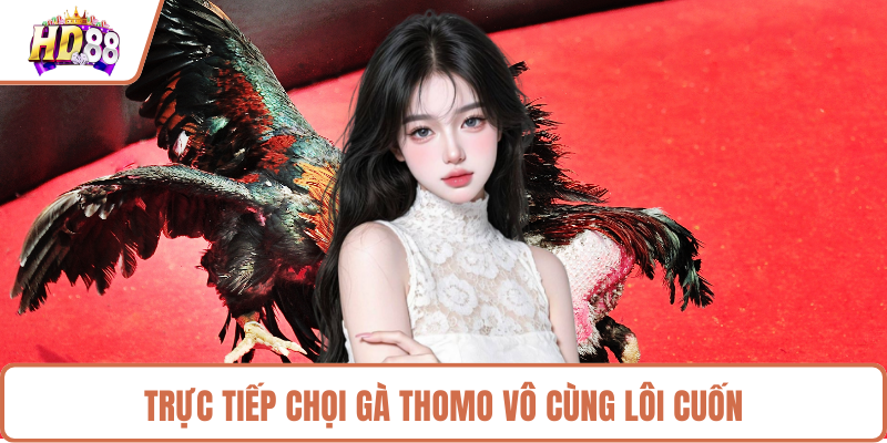Trực tiếp chọi gà Thomo vô cùng lôi cuốn